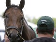 Nyquist is attended to by hot walker Fernel "Lefty" Serrano after a workout for the Preakness Stakes in Baltimore on May 19, 2016.