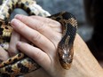 An Eastern foxsnake is shown in this 2014 file photo.