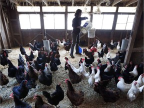 In this Friday, April 15, 2016, photo, Heather Retberg feeds chickens at the Quill's End Farm in Penobscot, Maine. The farm represents a way of life she said needs to be protected from an aggressive regulatory structure that keeps small farms from getting food to local people.