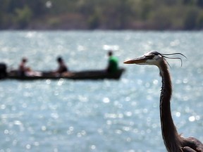 A great blue heron beats the heat on the banks of the Detroit River in LaSalle on May 24, 2016.