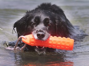 Hot summer-like Windsor weather hit the city on May 26, 2016. Nalley, the lab mix dog, was cooling down at the Sand Point Beach with her owner Chevonne Hardcastle.