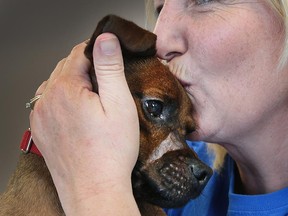 Justice the rescue dog accepts a kiss from the Windsor/Essex County Humane Society's behaviour manager Tracy Calsavara on May 19, 2016.