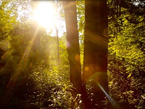 Ojibway Park as shown in the 10-minute film The Wonder of Ojibway Prairie, by Foster Visuals.