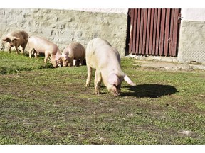 Pigs walking on grass and muddy field. Photo by Getty Images.