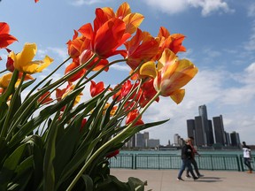 Flowers blow in the wind along the riverfront in Windsor on Monday, May 16, 2016. Warm temperatures have returned after a roller coaster weather weekend.