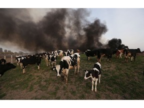Cattle flee from a barn fire on the Jobin Farms property just outside Windsor on Monday, April 18, 2016. Firefighters battled the blaze, which completely destroyed the barn and other buildings, well into the night. Several cows had to be put down on the scene.                (Windsor Star - Tyler Brownbridge)