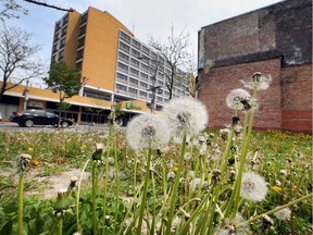 Dandelions grow in a vacant lot at 415 Ouellette Avenue on May 12, 2016.