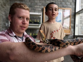 Naturalist Derek Slater, left, gently holds Foxy the Eastern Foxsnake at Ojibway Nature Centre on May 25, 2016. Ojibway visitor Desmond Sears, 9, watches the demonstration.
