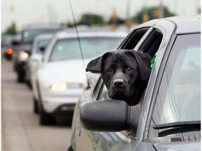 A black labrador retriever seeks relief out the window of a car stuck in Windsor traffic.   (Jason Kryk/ The Windsor Star)