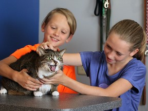 Gavin Cowper, 9, left, and his sister Zoe Cowper, 12, get aquainted with Taz, a fully grown female cat during a Fee Waive Adoption event at Windsor Essex County Humane Society Wednesday June 01, 2016.