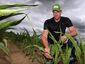 Farmer Josh Mailloux, 38, checks the status of his thirsty corn crop on Alma Road in Amherstburg on Tuesday, June 28, 2016. Mailloux's family work 121 hectares and they are praying for rain.