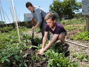 University of Windsor MBA students Jesse Tepperman (L) and Michael Scott work in the campus community garden on Friday, June 17, 2016.