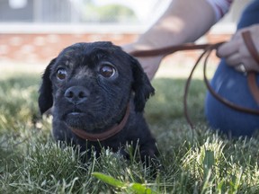 A five-year old shih tzu-type dog is pictured after being rescued by the Windsor-Essex County Humane Society on June 12, 2016.