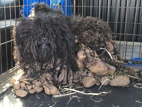 The Windsor/Essex County Humane Society rescued seven shih tzu-type dogs from a suspected puppy mill on Bonita Street.