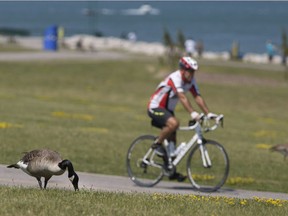 A cyclist passes as a goose grazes on grass along Windsor's riverfront Sunday, June 19, 2016.