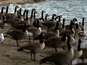 A flock of geese takes over the shoreline at the foot of Chewett Street in Windsor on Tuesday, June 7, 2016.