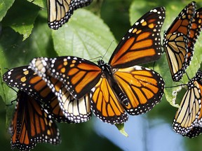 Monarch butterflies stop at Pelee Point National Park during their annual migration in this file photo.