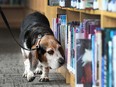 Mack, a trained bed bug detection dog, sniffs for the presence of the dreaded pests at the LaSalle branch of the Essex County Library on June 16, 2016.