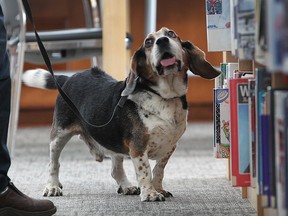 Mack, a certified bed bug detection dog, pauses during his inspection of the LaSalle branch of the Essex County Library on June 16, 2016.