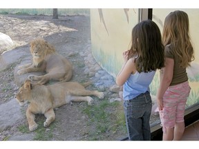 Young kids looking at a lion and lioness behind glass. Photo by Getty Images.