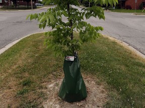 A Treegator is seen on a tree in Windsor on June 13, 2016. The bag is used to keep the trees watered.