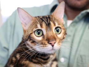 Nala, owned by Wissam Bazzi and his wife Suheila, is back with his owners, who are headed back to Fort McMurray after the devastating wildfires that swept through the Alberta city forced them out. The Windsor couple picked up Nala from the Windsor-Essex Humane Society, which cared for the cat, on June 3, 2016.