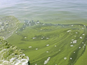 FILE - In this Aug. 3, 2014, file photo, an algae bloom covers Lake Erie near the City of Toledo water intake crib about 2.5 miles off the shore of Curtice, Ohio. (AP Photo/Haraz N. Ghanbari, File)