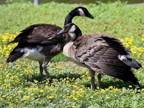 Goslings with bands are pictured at Jack Miner Migratory Bird Sanctuary on Concession 3 in Kingsville July 25, 2016.
