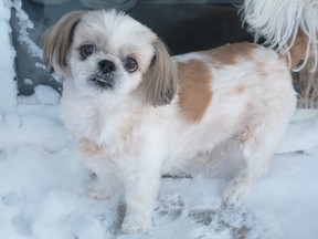 Abby a Shih-Tzu (Jen Risto/special to The Star)