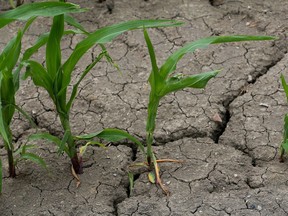Many fields in Essex County are experiencing harsh conditions due to the lack of rain.
