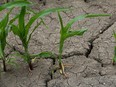 Many fields in Essex County are experiencing harsh conditions due to the lack of rain.