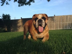 Archie an English Bulldog (Elena Panzica/special to The Star)