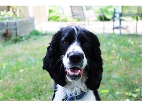 Axel a English Springer Spaniel