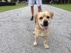 Bentley a Puggle