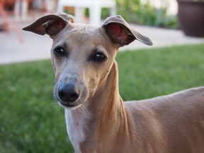 Buddy an Italian Greyhound