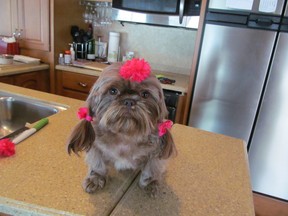 Candy a Shih-Tzu