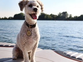 Crosby a Maltipoo (Ashley Soulliere/special to The Star)