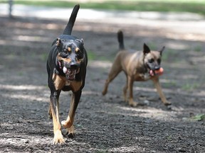 A couple of dogs play at the Optimist Memorial Dog Park on July 8, 2016.
