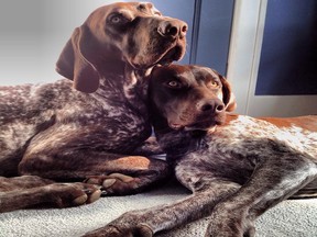 Emma & Levi, German Shorthaired Pointer_Angelina Postma