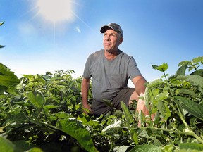 Leamington farmer David Epp is shown on his farm on Tuesday, July 26, 2016. He is concerned about proposed new regulations that will prevent growers from collectively bargaining tomato processors.