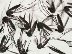 In this Jan. 27, 2016 photo, samples of Aedes aegypti mosquitoes, responsible for transmitting dengue and Zika, sit in a petri dish at the Fiocruz Institute in Recife, Pernambuco state, Brazil.