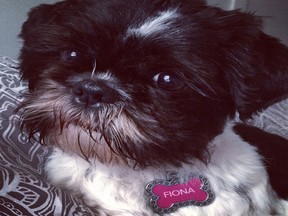 Fiona a Shihtzu