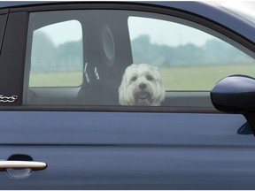 A dog looks out of the window of a car.