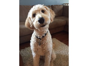 Harvey a Goldendoodle