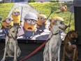 Dogs are seen during a special screening of the movie "The Secret Life of Pets" organised by the Tel Aviv-Jaffa municipality for pets and their owners, on July 11, 2016, at a rooftop cinema theatre in the coastal Israeli city.  /