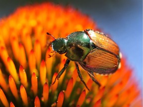 A Japanese beetle is shown in this Thursday, July 23, 2015, file photo.