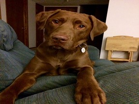 Jethro a Chesapeake Bay Retriever and Red Fox Labrador (chesador) mix