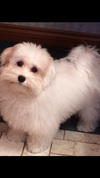 Lexi a Havanese (Diana Bowman/special to The Star)