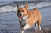 Lucy a Pembroke Welsh Corgi (Girish Maharaj/special to The Star)