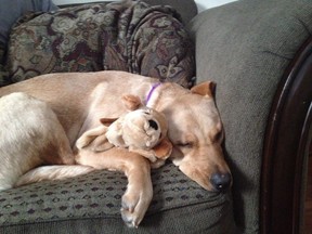 Luna a Lab Mix